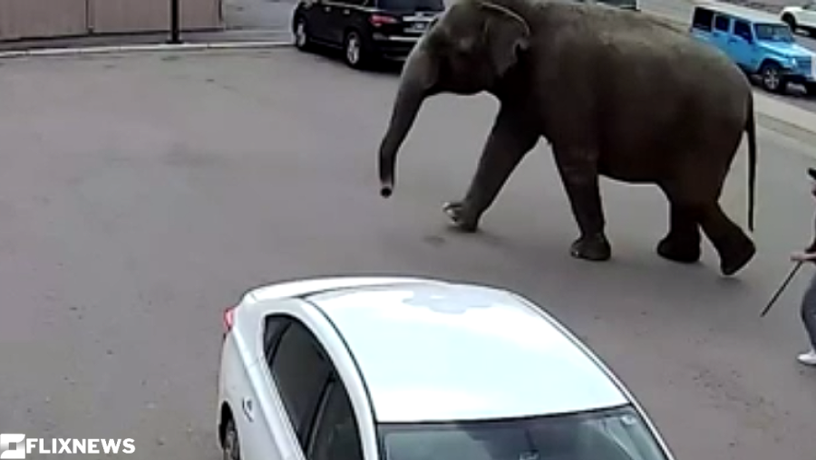 ESCAPOU: Elefante escapa de circo nos EUA após tomar susto